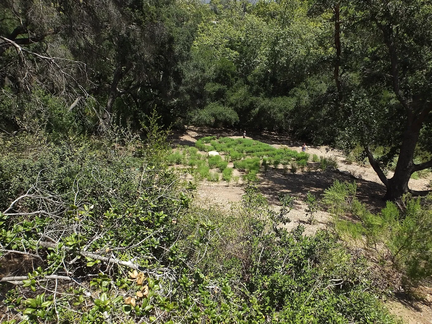 Centennial Maze