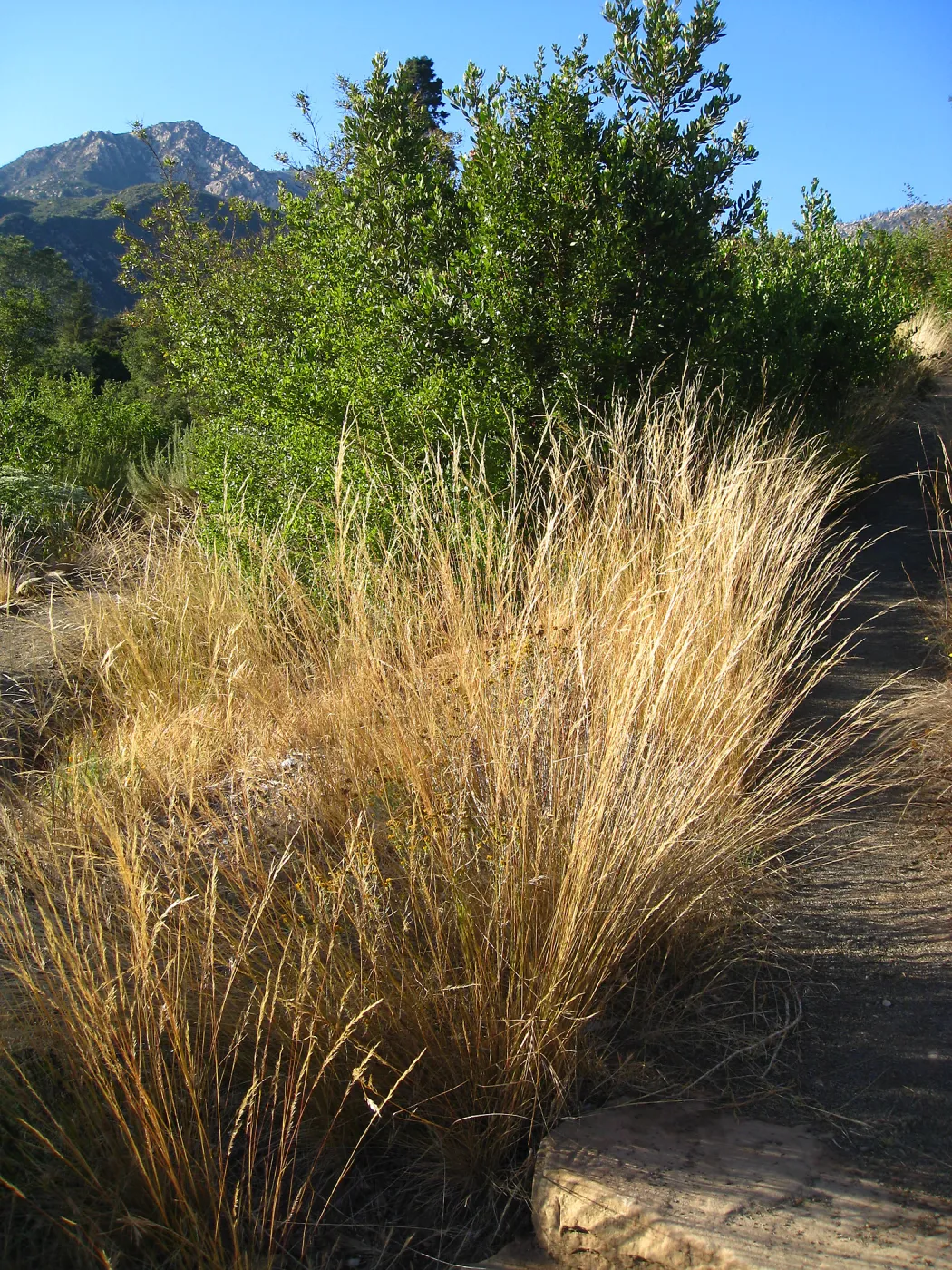Nassella lepida, path to Hort Unit