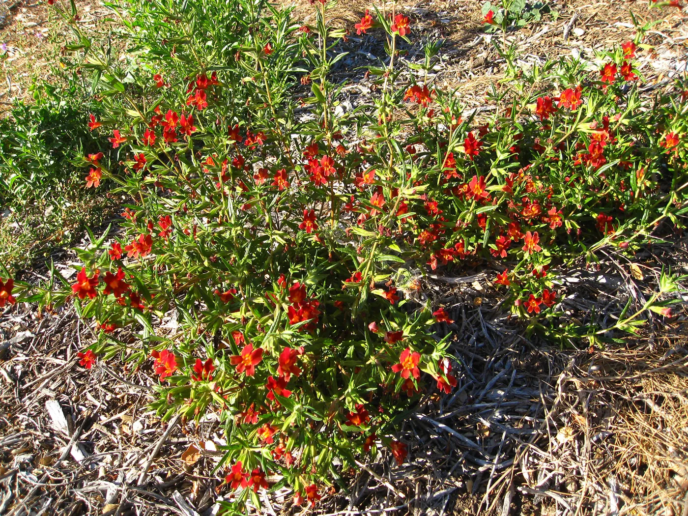 PIP Mimiulus trials, SW Trail