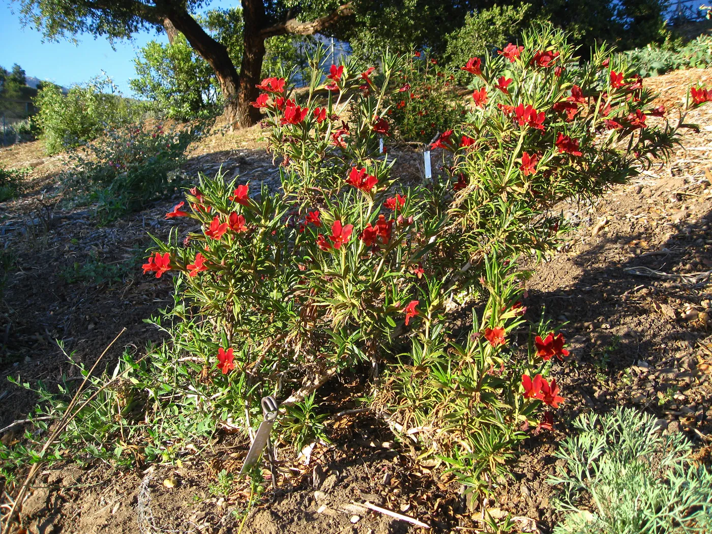 PIP Mimiulus trials, SW Trail