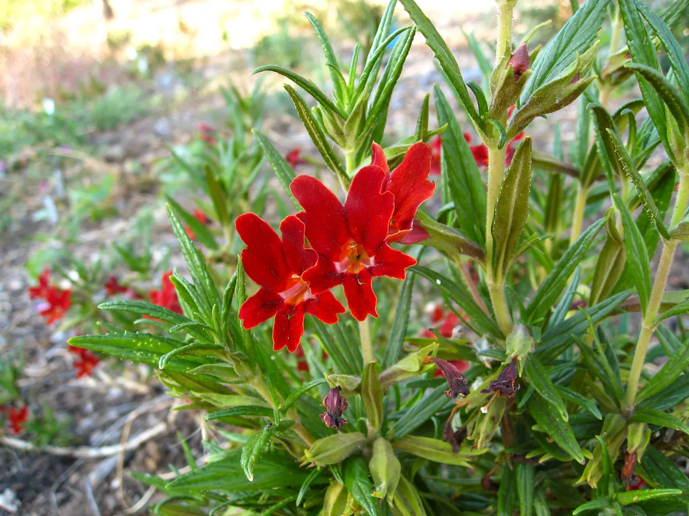 PIP Mimiulus trials, SW Trail