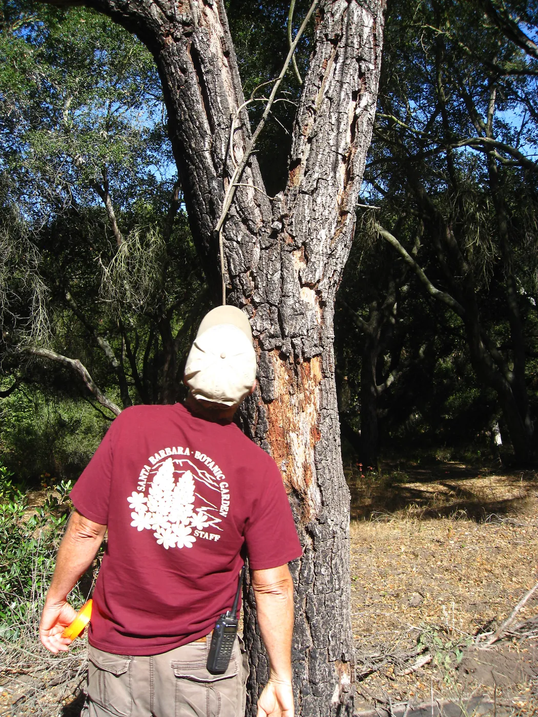 Tree work at Hanson site