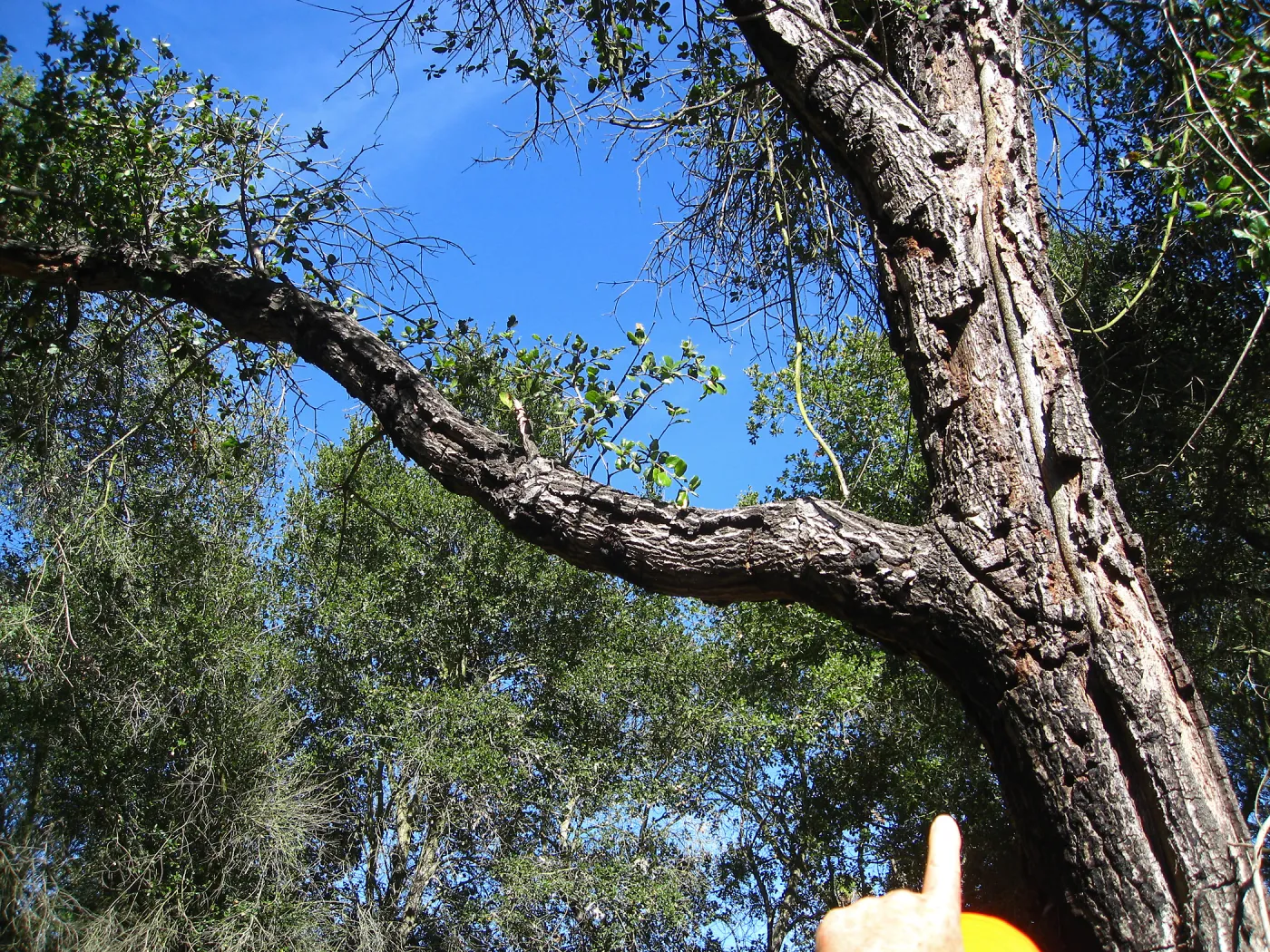 Tree work at Hanson site
