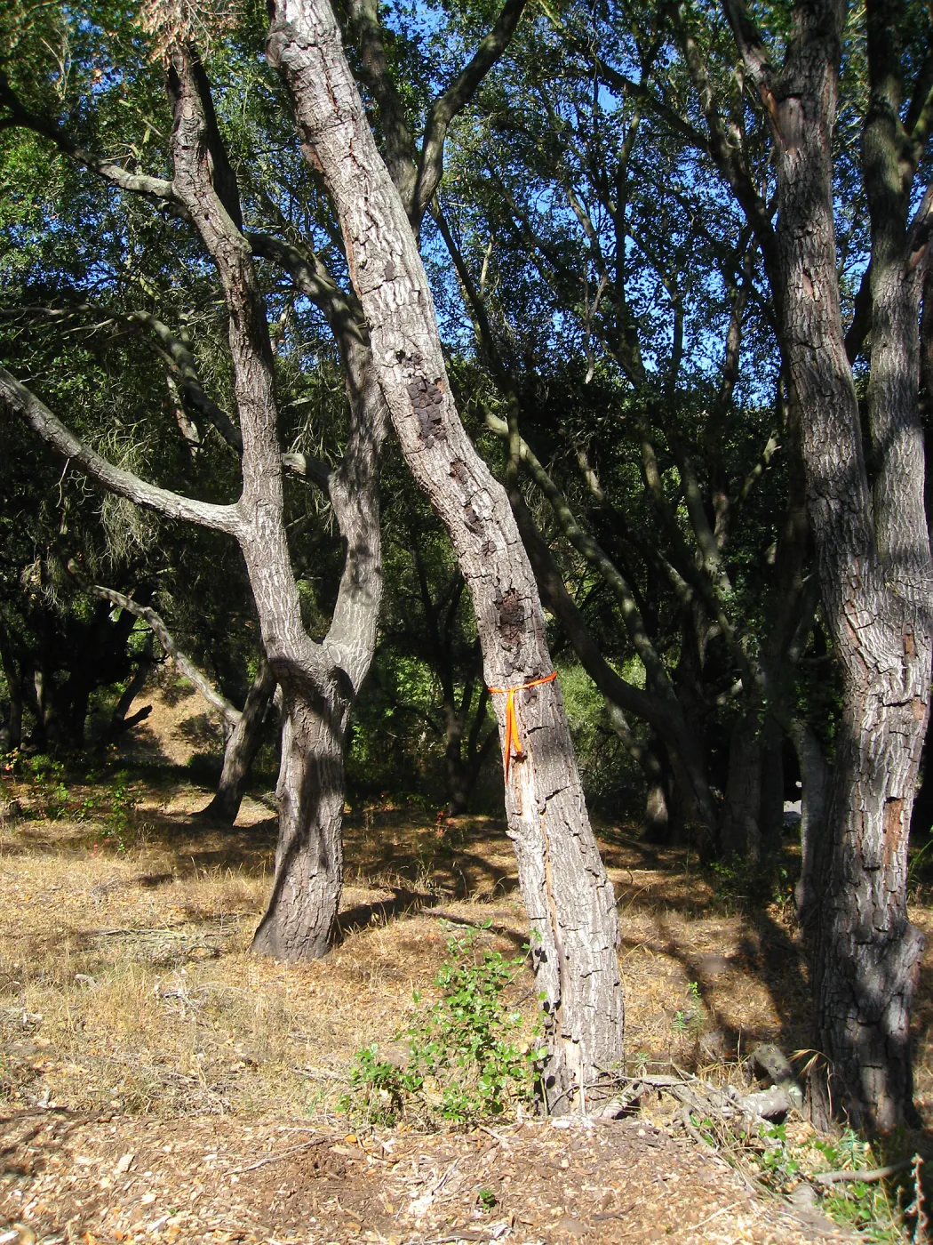 Tree work at Hanson site