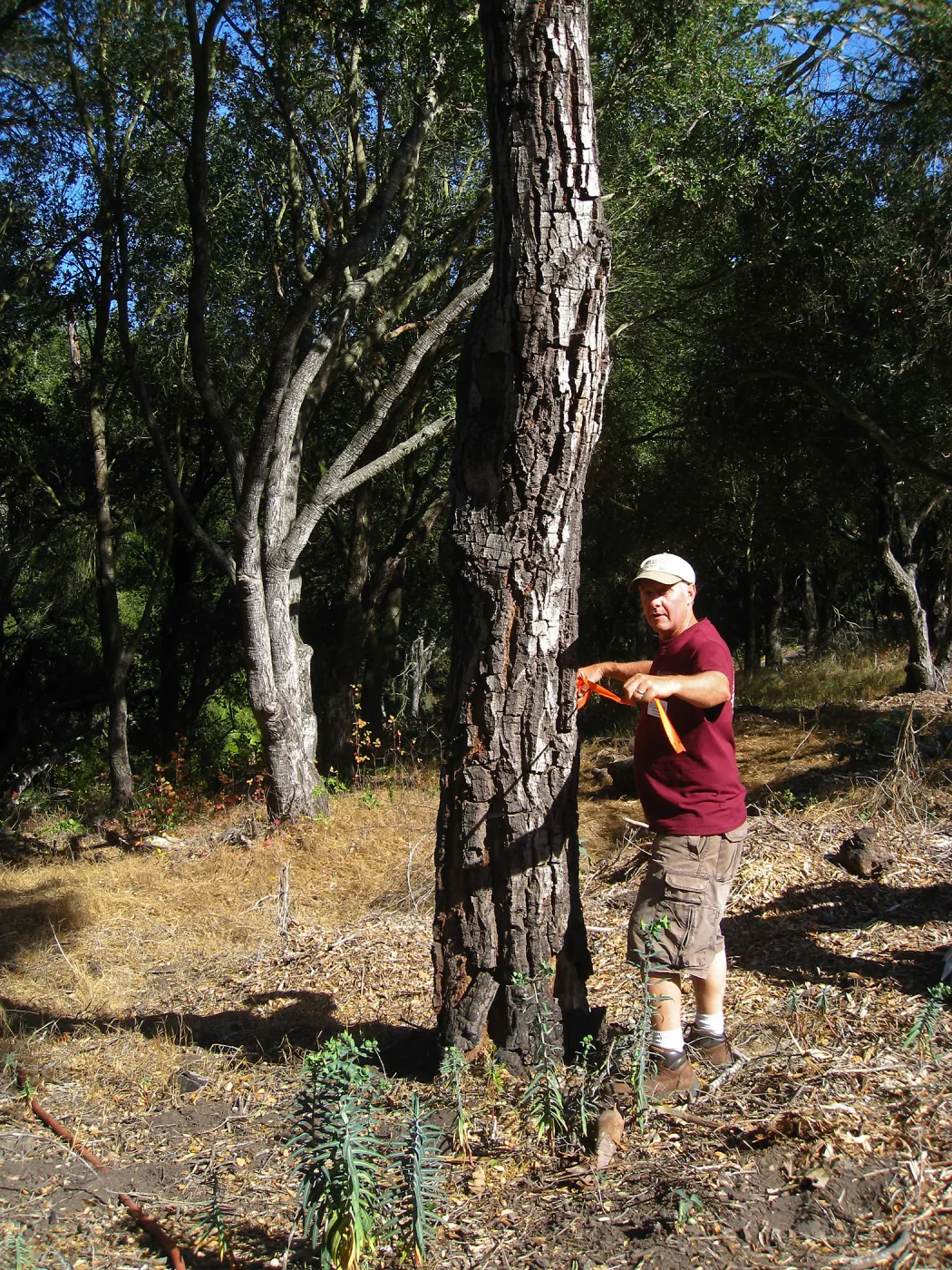 Tree work at Hanson site