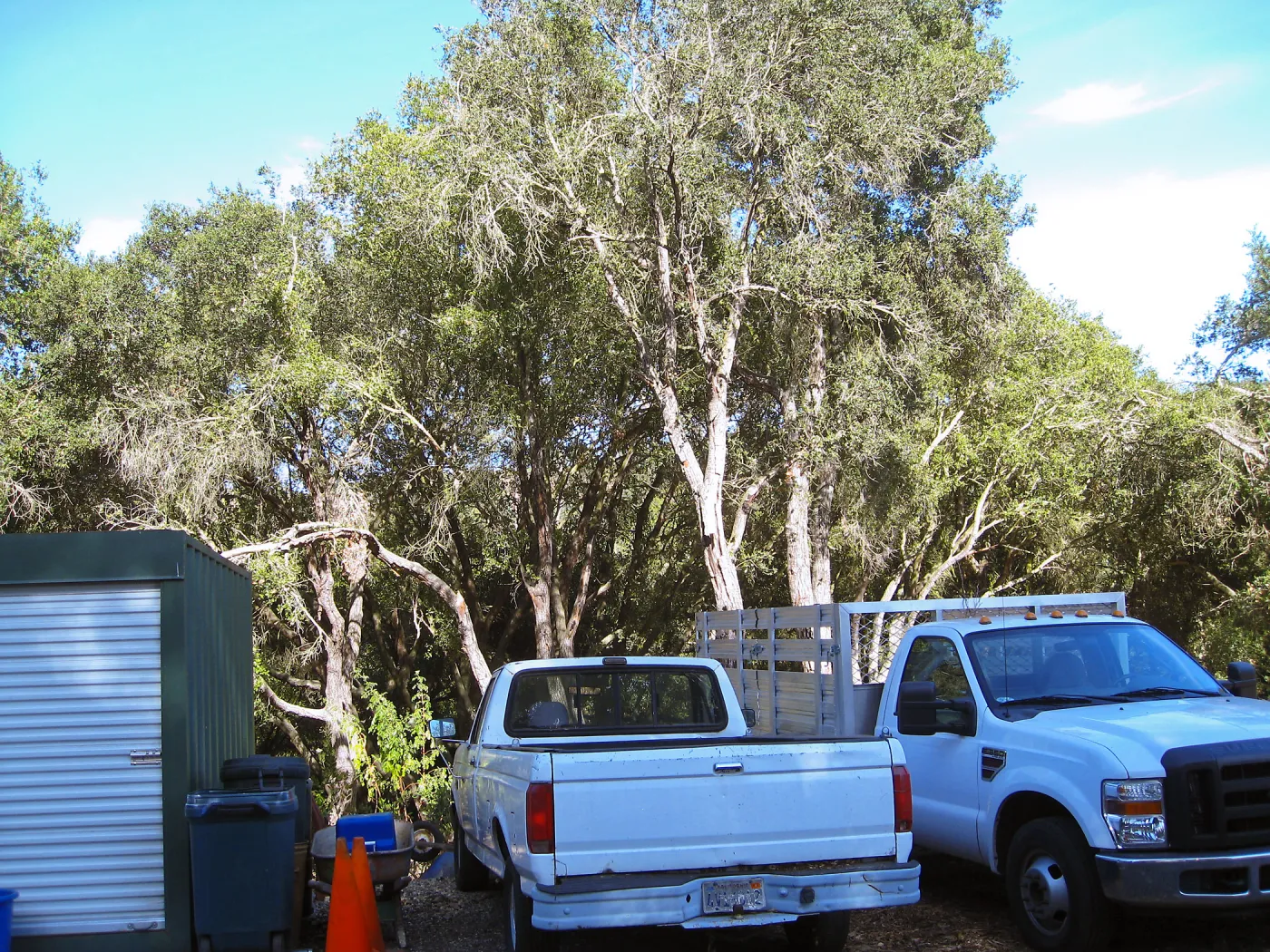 Tree work at Hanson site