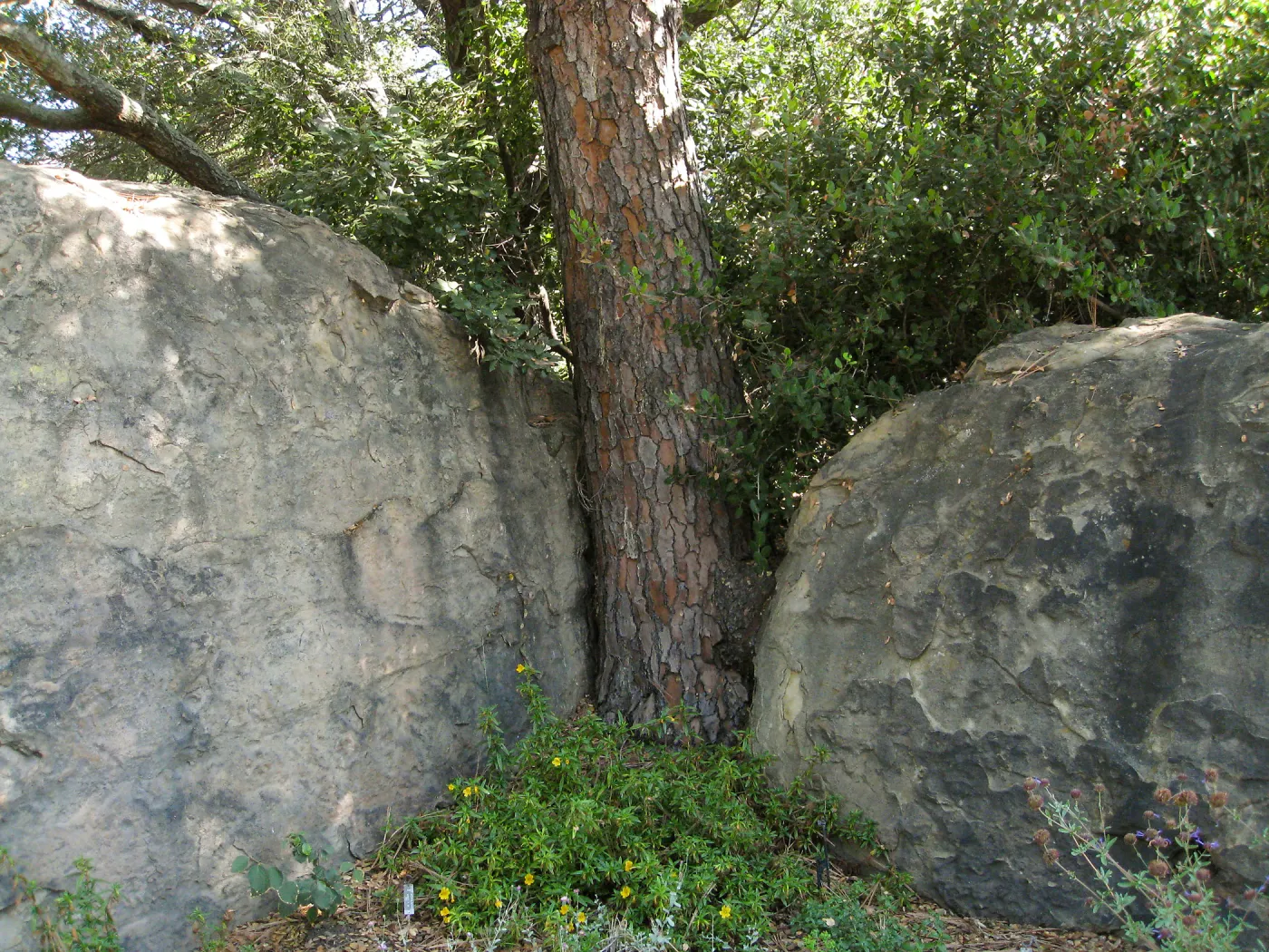 Torry pine between entry boulders