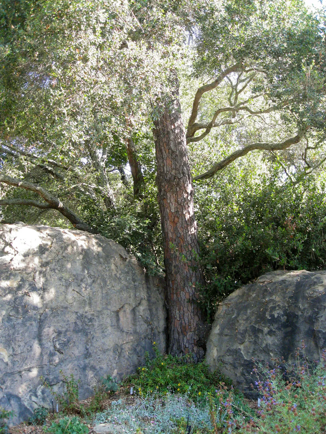 Torrey pine between entry boulders