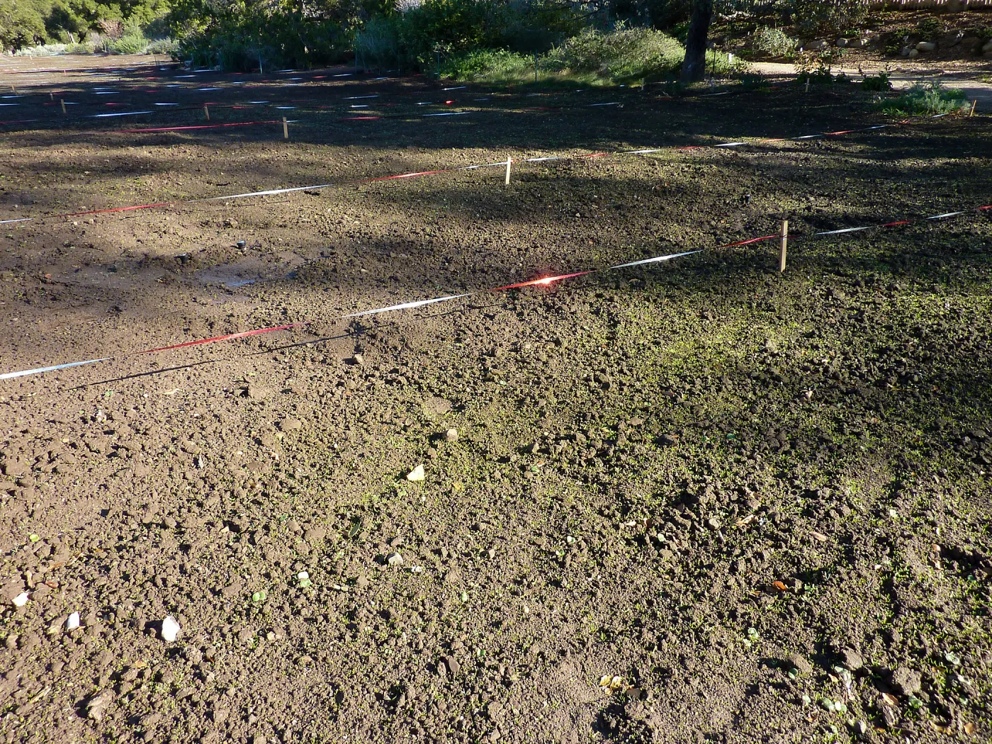 Wildflowers seedlings emerging in the meadow