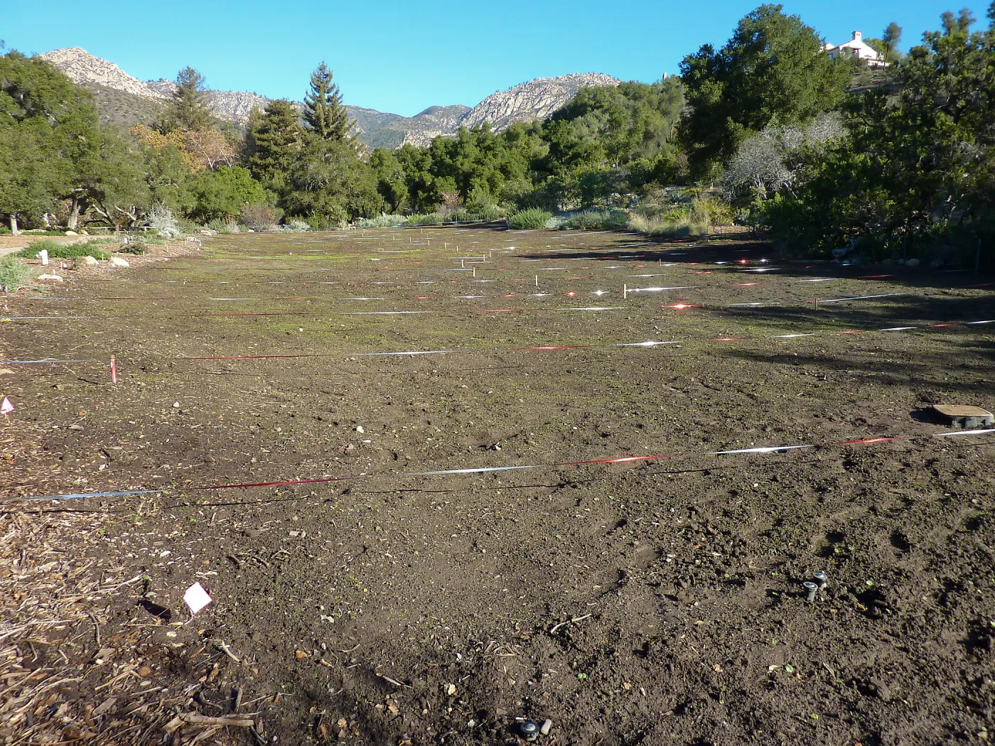 Wildflowers seedlings emerging in the meadow