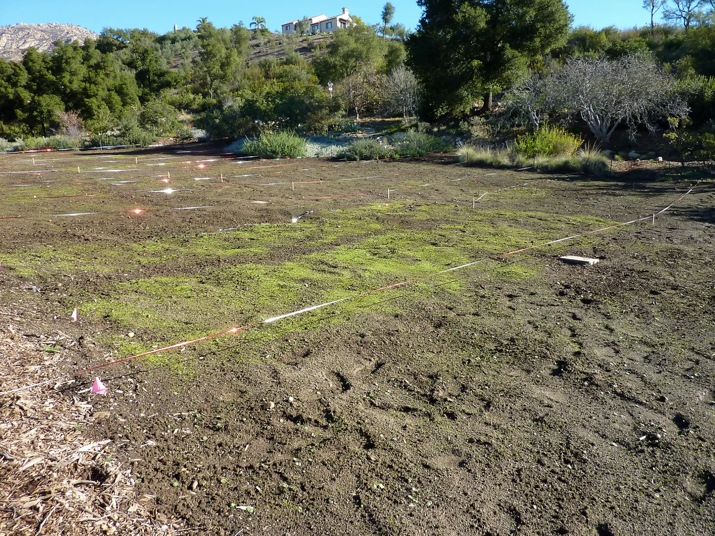 Wildflowers seedlings emerging in the meadow