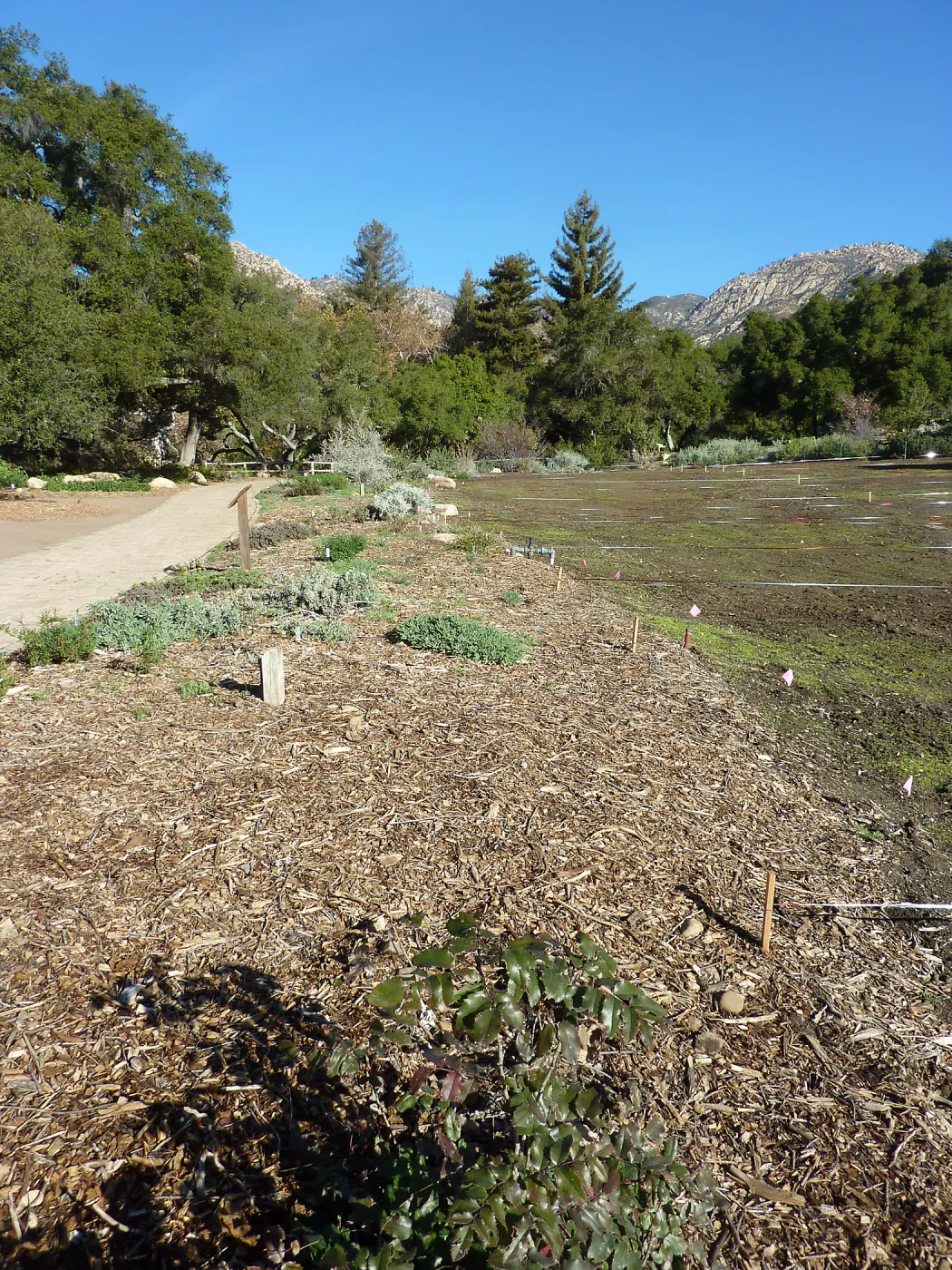 Wildflowers seedlings emerging in the meadow