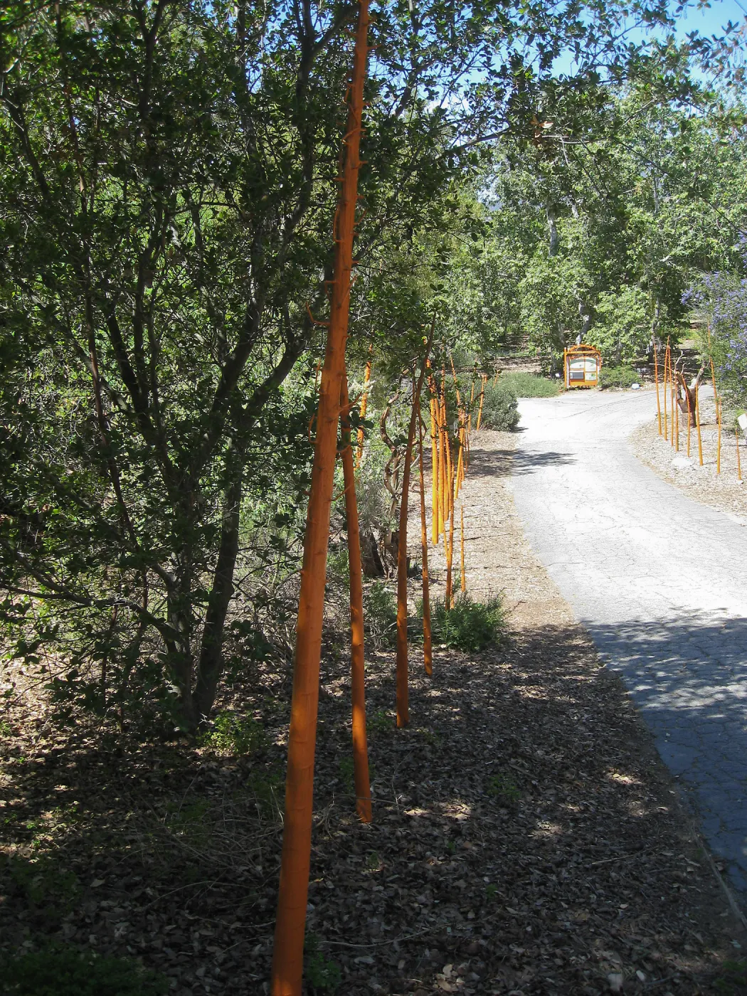 Rancho Santa Ana Botanic Garden