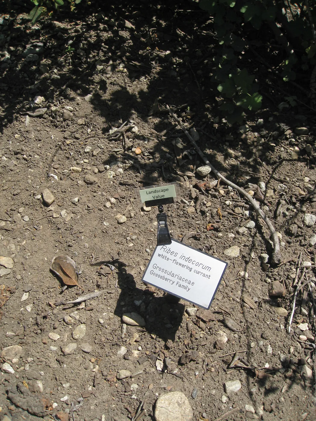 Rancho Santa Ana Botanic Garden