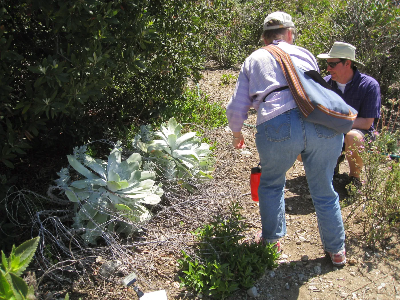 Dudleya pulverulenta, RSABG