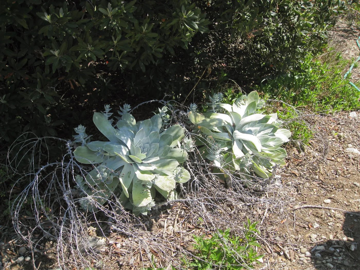 Dudleya pulverulenta, RSABG