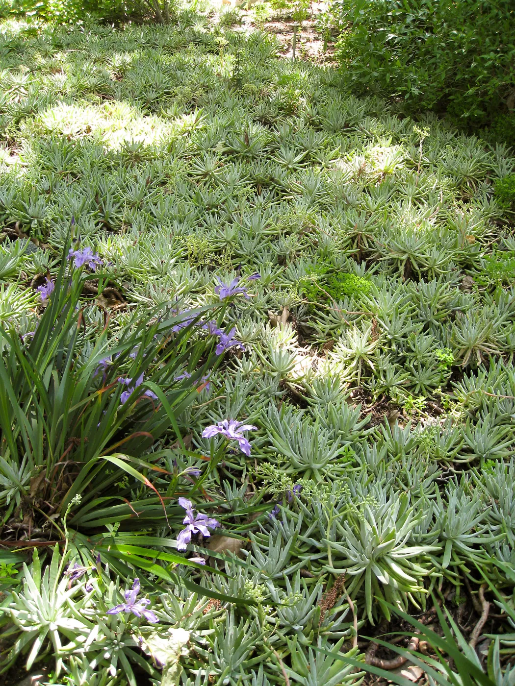 Rancho Santa Ana Botanic Garden, Dudleya & Iris douglasiana