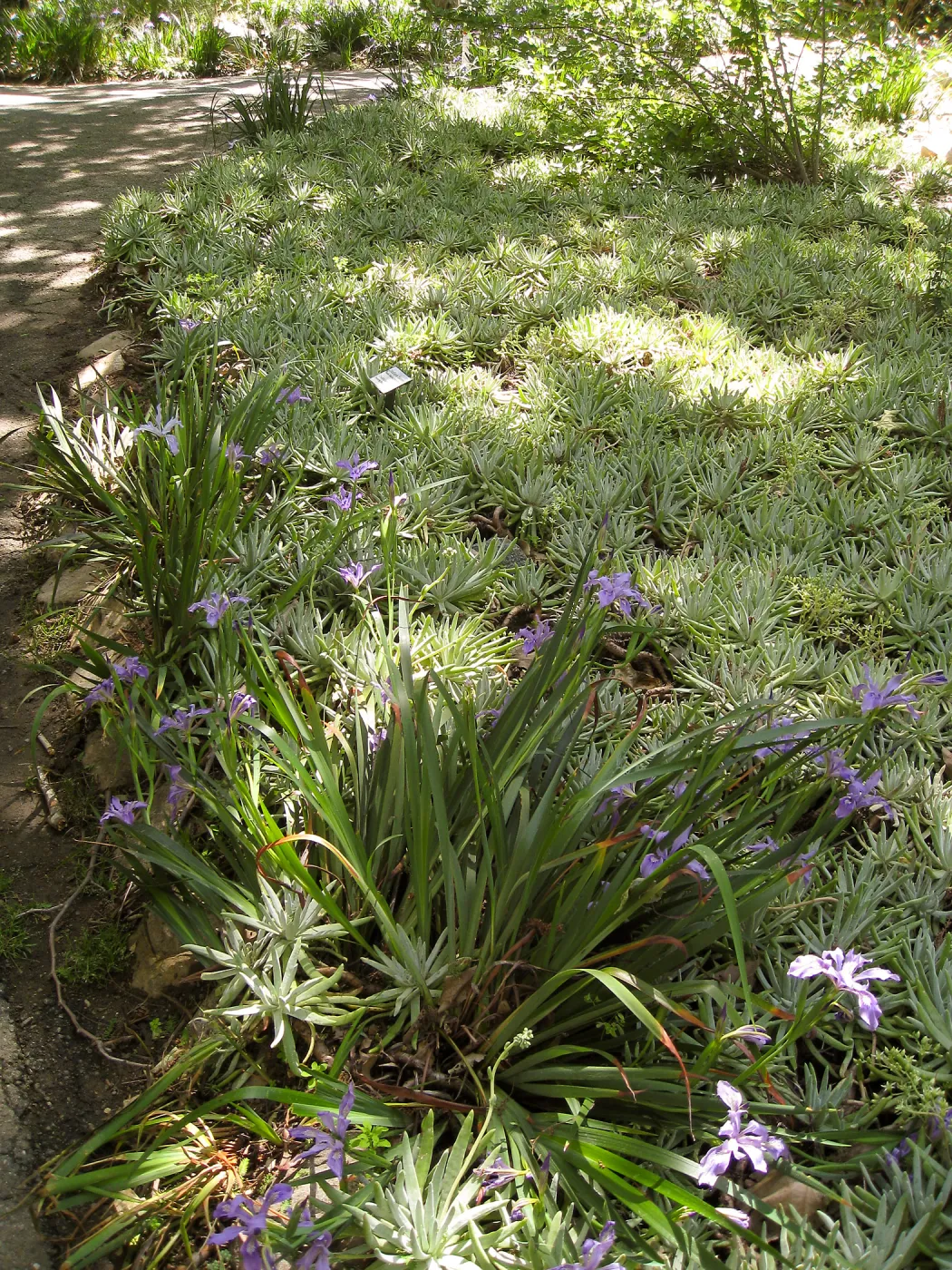 Rancho Santa Ana Botanic Garden, Dudleya & Iris douglasiana