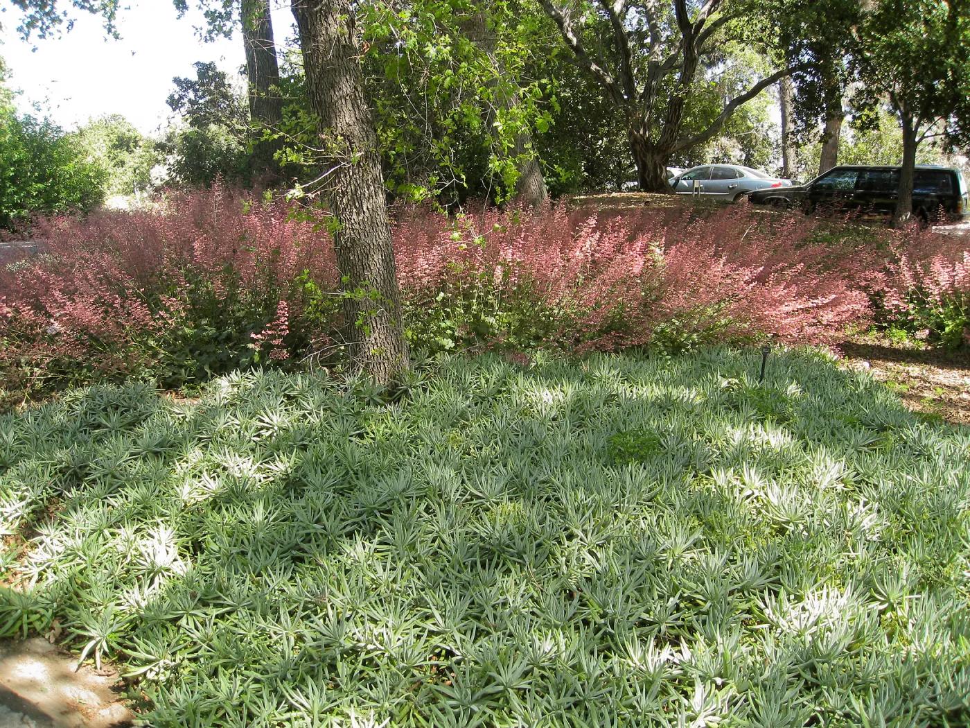 Rancho Santa Ana Botanic Garden, Heuchera (alumroot or coral bells) and Dudleya (liveforevers)