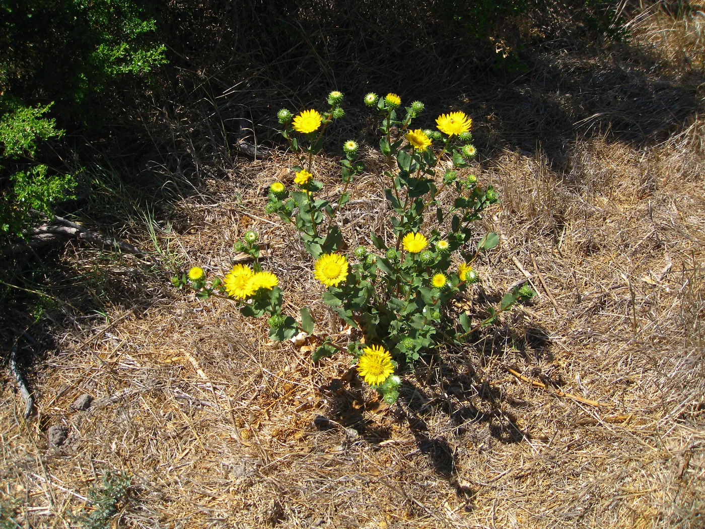Santa Rosa Island, Grindelia hirsutula