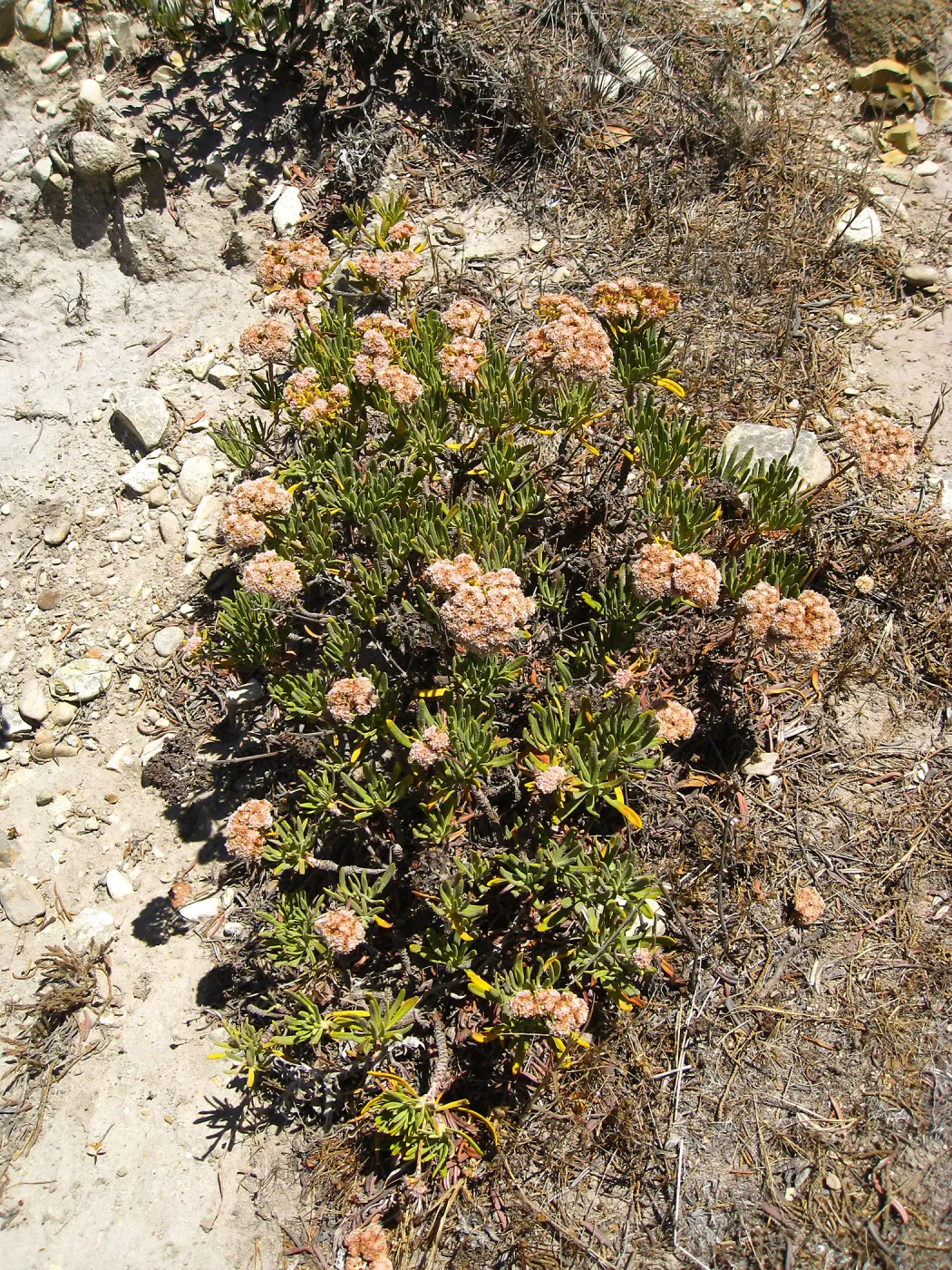 Santa Rosa Island, Eriogonum arborescens (Santa Cruz Island Buckwheat)