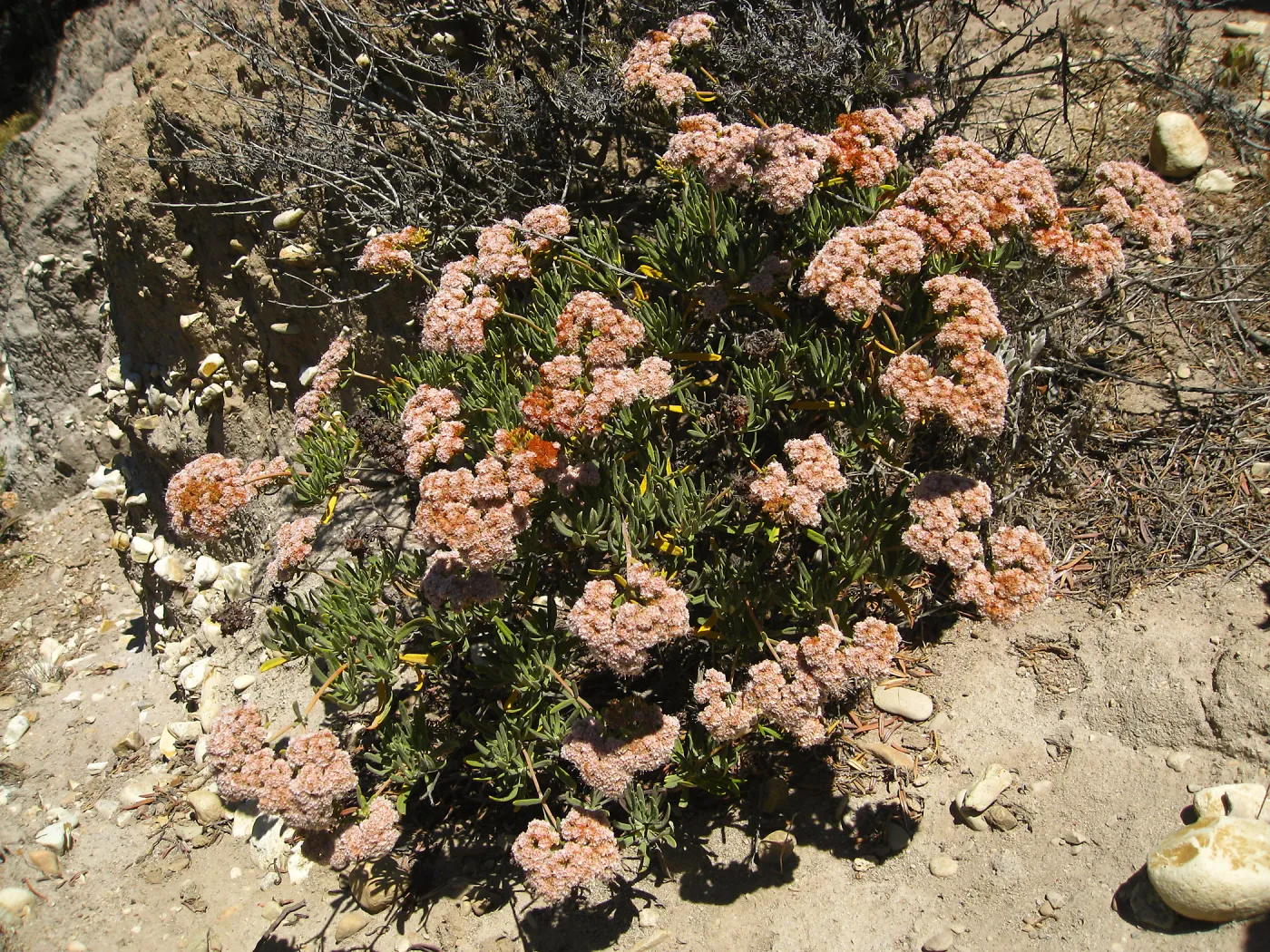 Santa Rosa Island, Eriogonum arborescens (Santa Cruz Island Buckwheat)