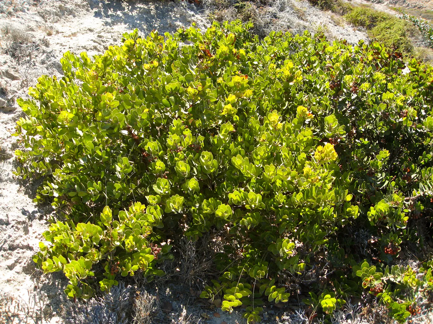 Santa Rosa Island, Arctostaphylos (Manzanita)