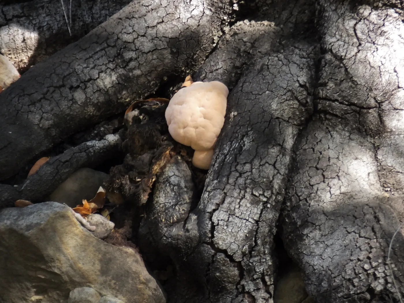 Lion’s Mane Mushroom, Hericium erinaceus