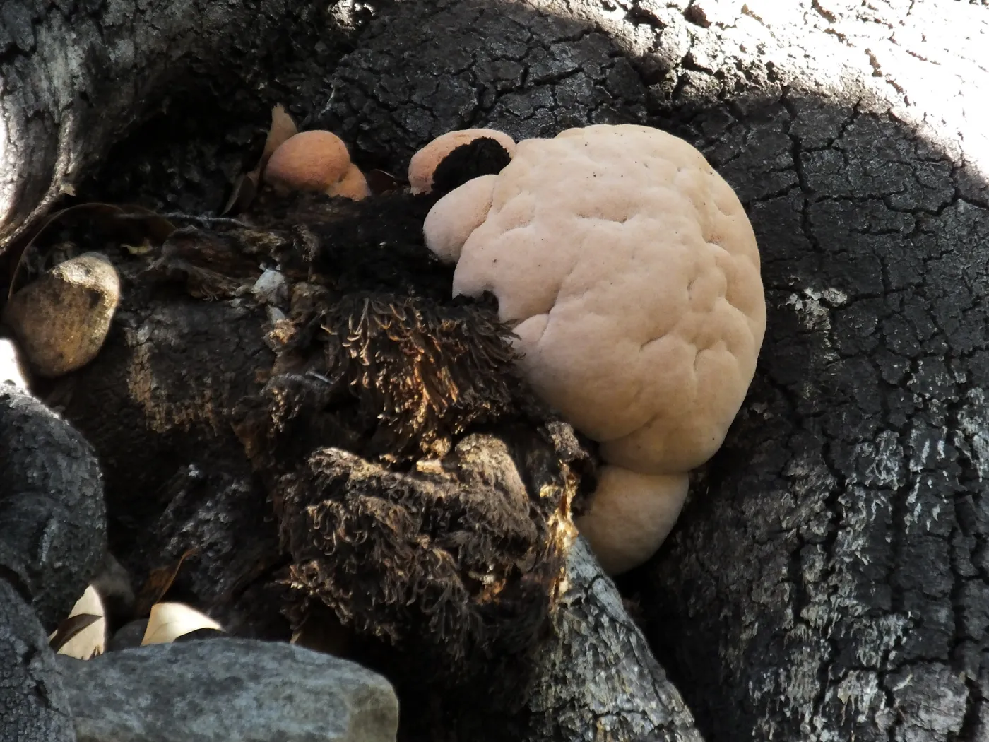 Lion’s Mane Mushroom, Hericium erinaceus