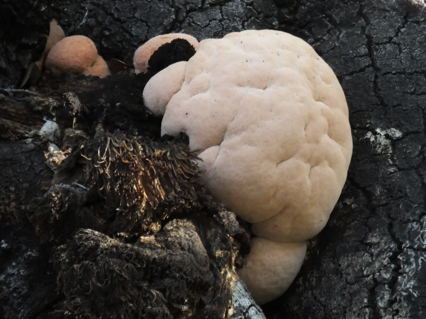 Lion’s Mane Mushroom, Hericium erinaceus