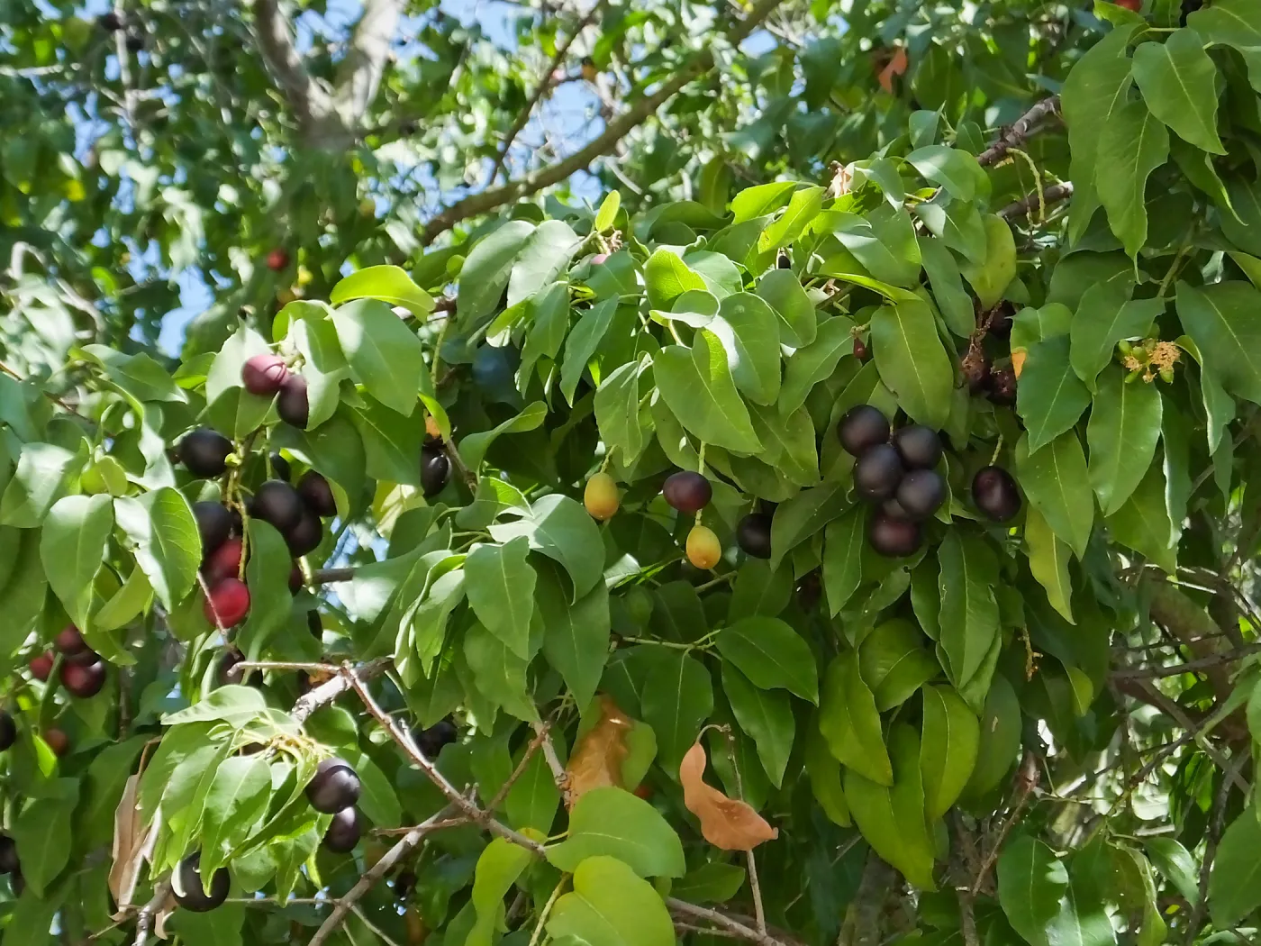 Catalina Cherry