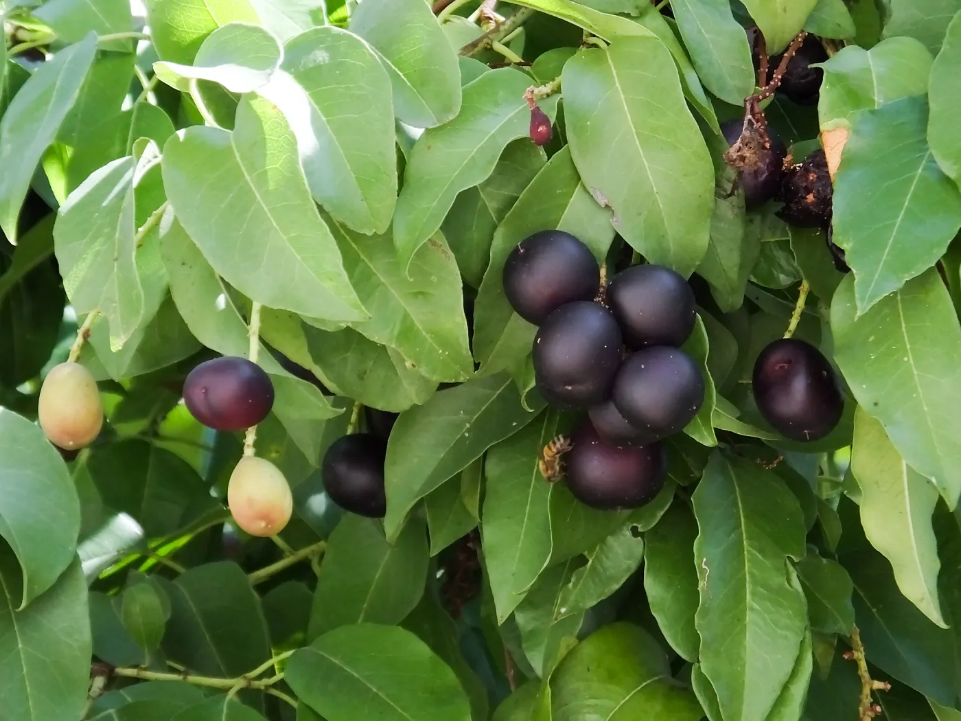 Catalina Cherry