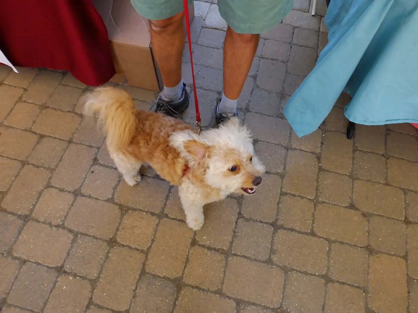 Trails n Tails 2015