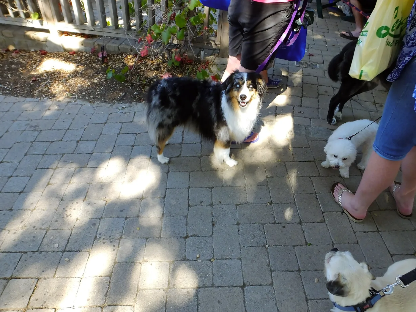 Trails n Tails 2015