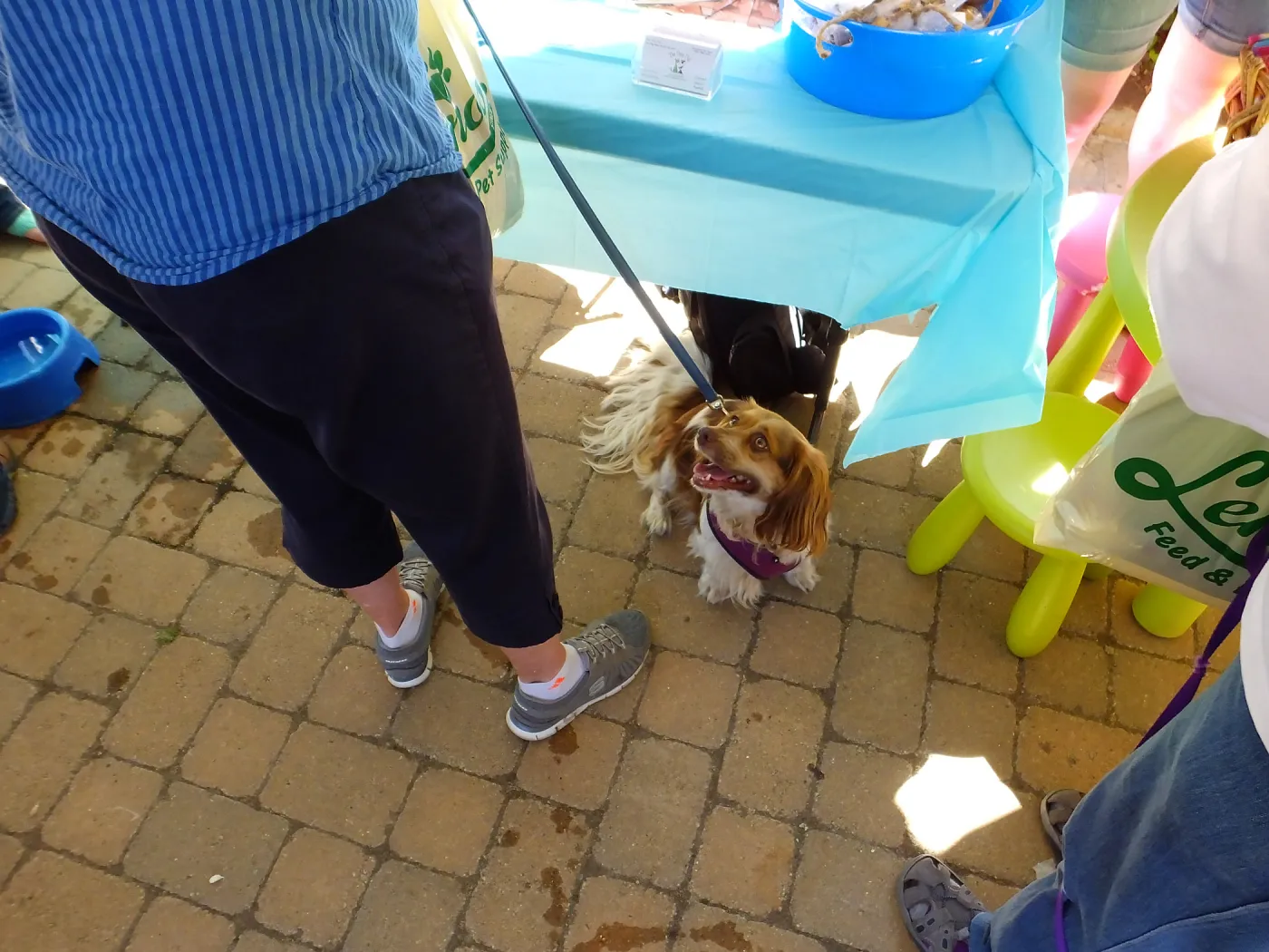 Trails n Tails 2015