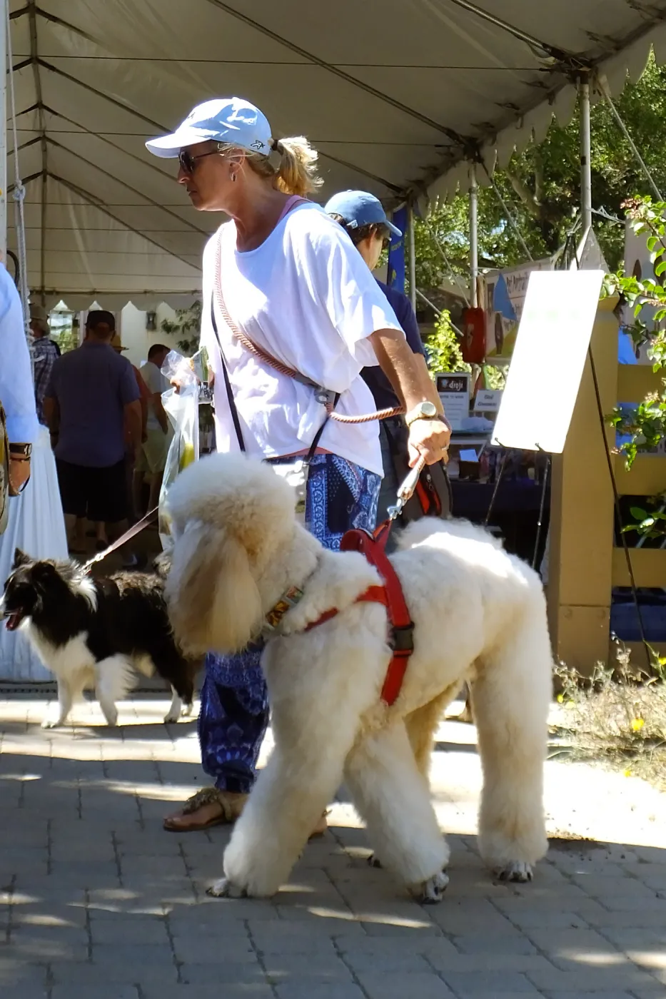 Trails n Tails 2015