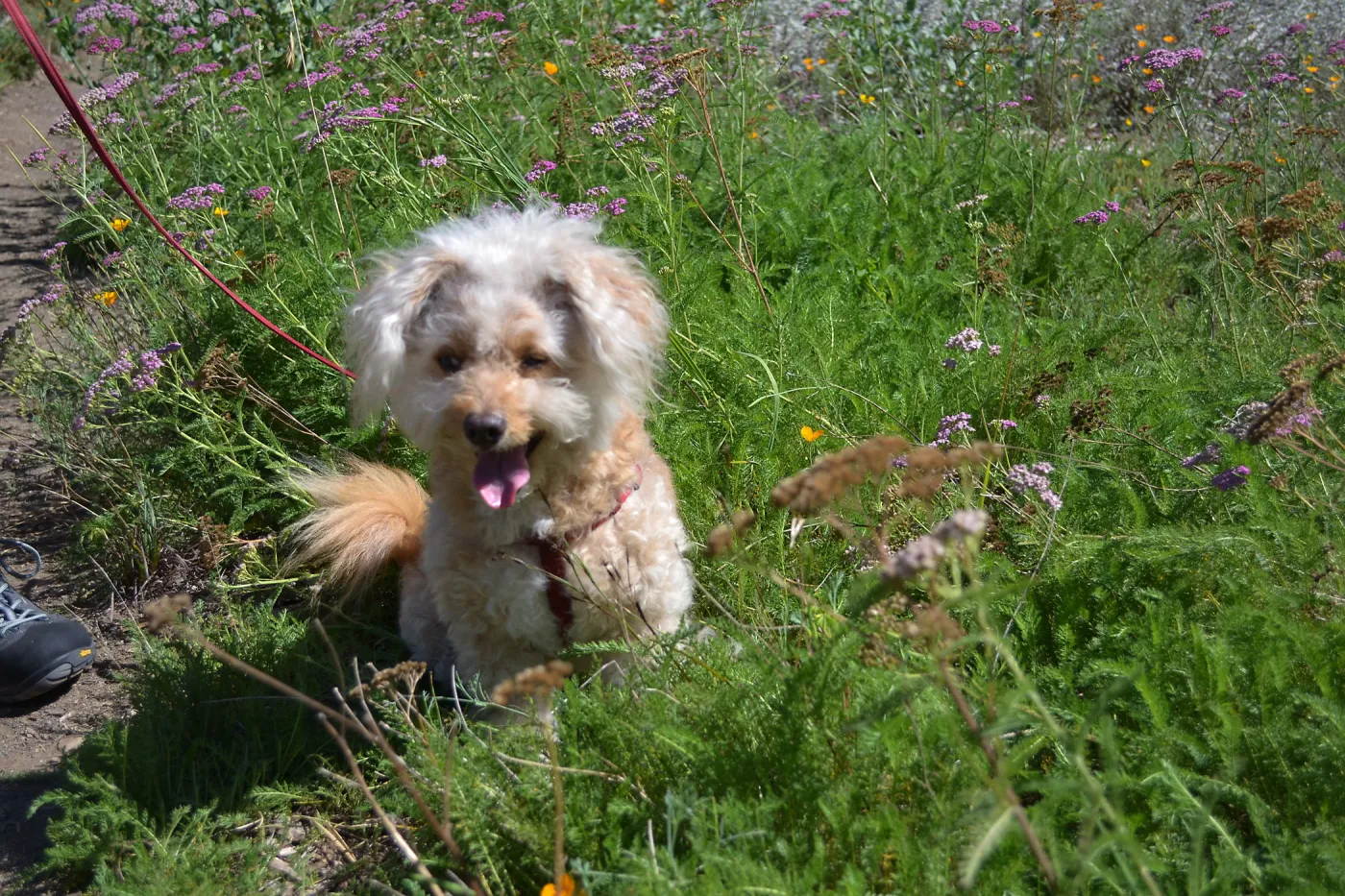 Trails n Tails 2015