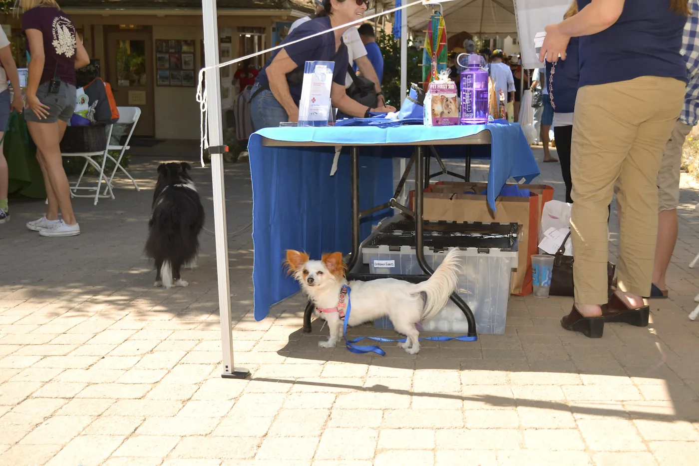 Trails n Tails 2015