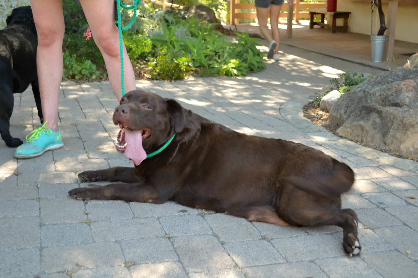 Trails n Tails 2015