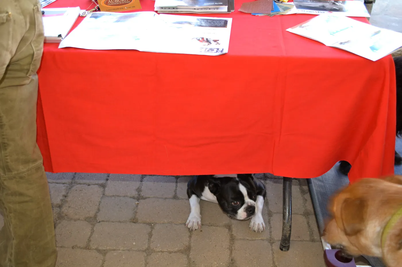 Trails n Tails 2015