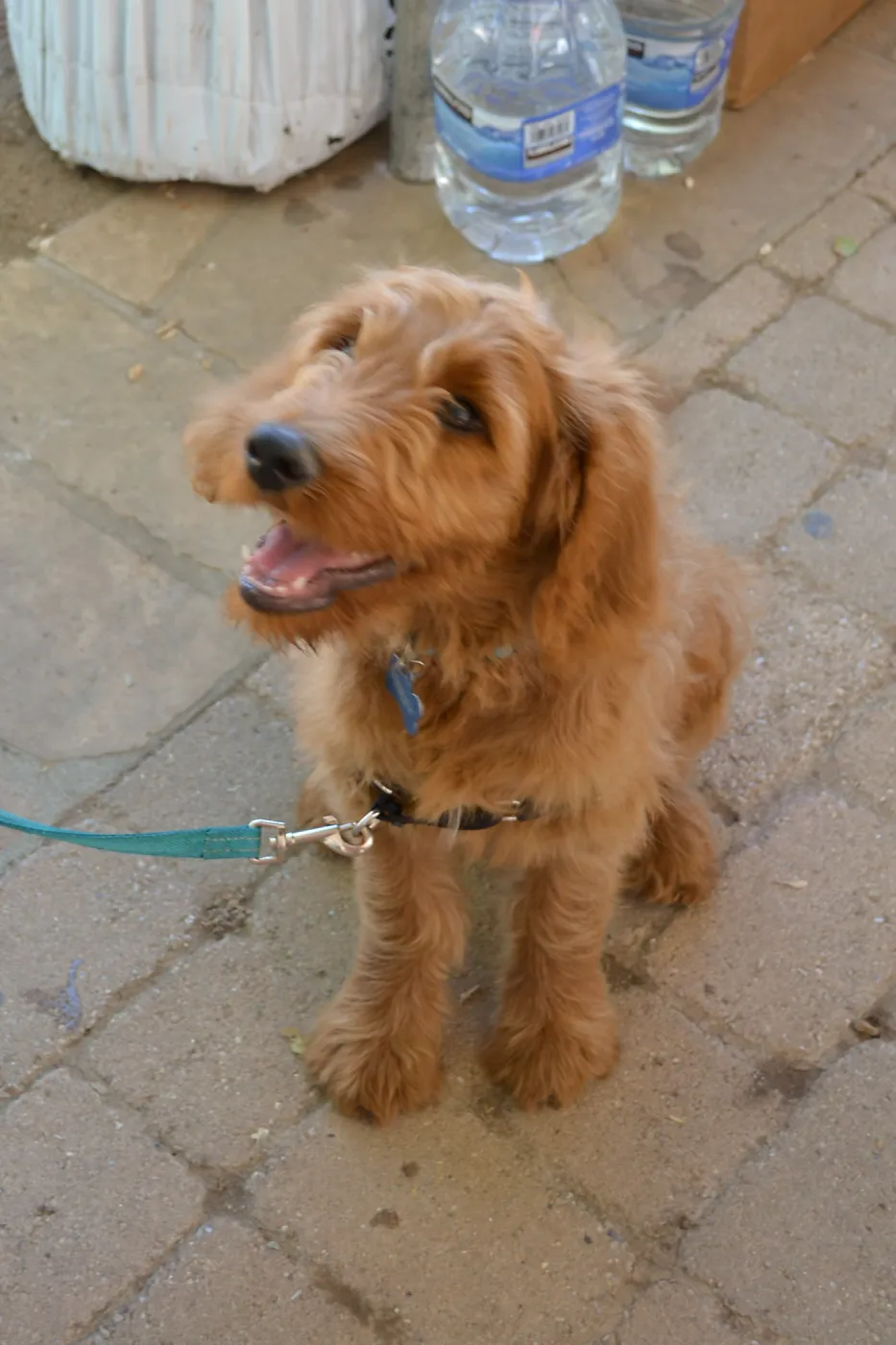Trails n Tails 2015