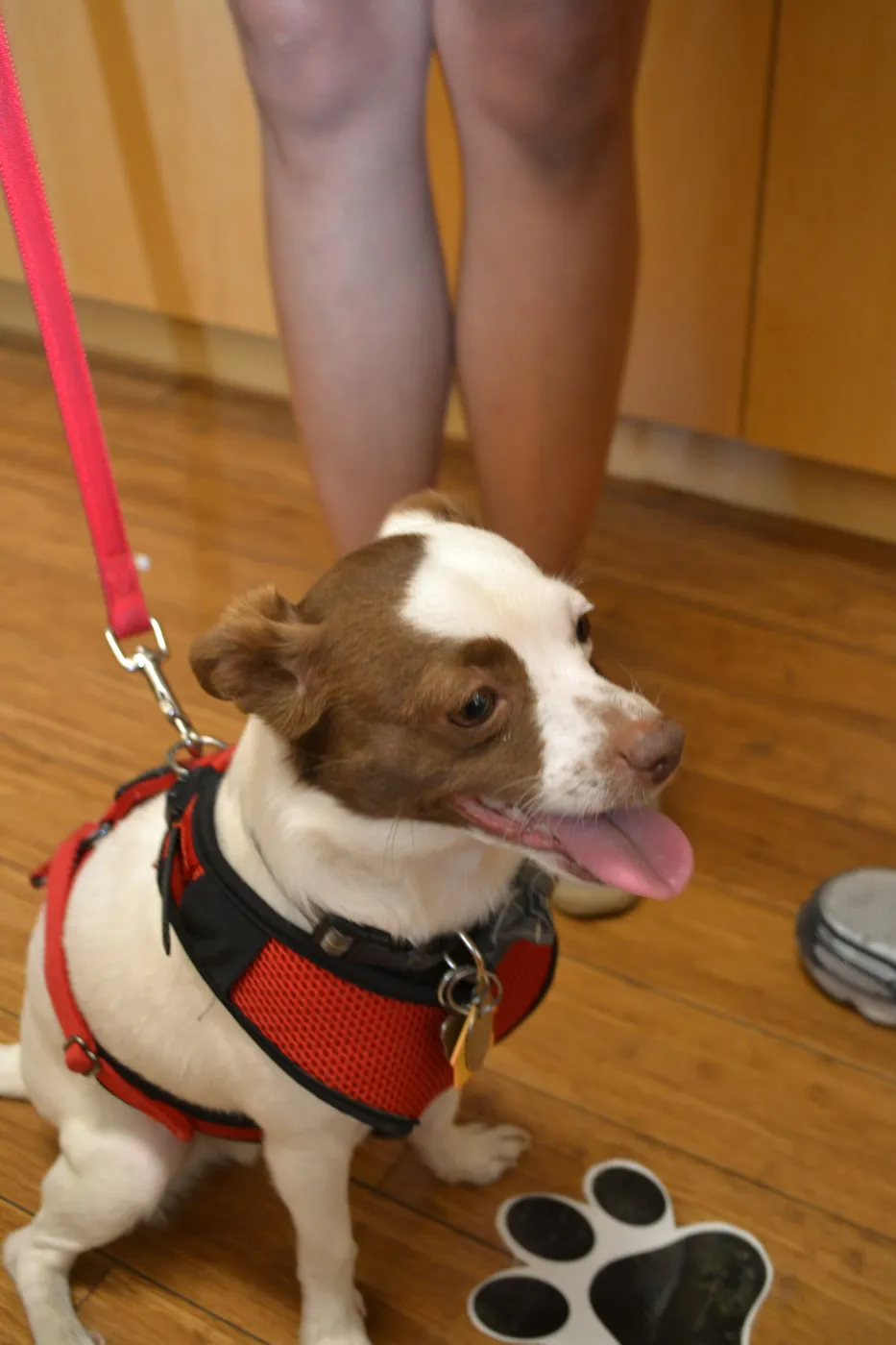 Trails n Tails 2015