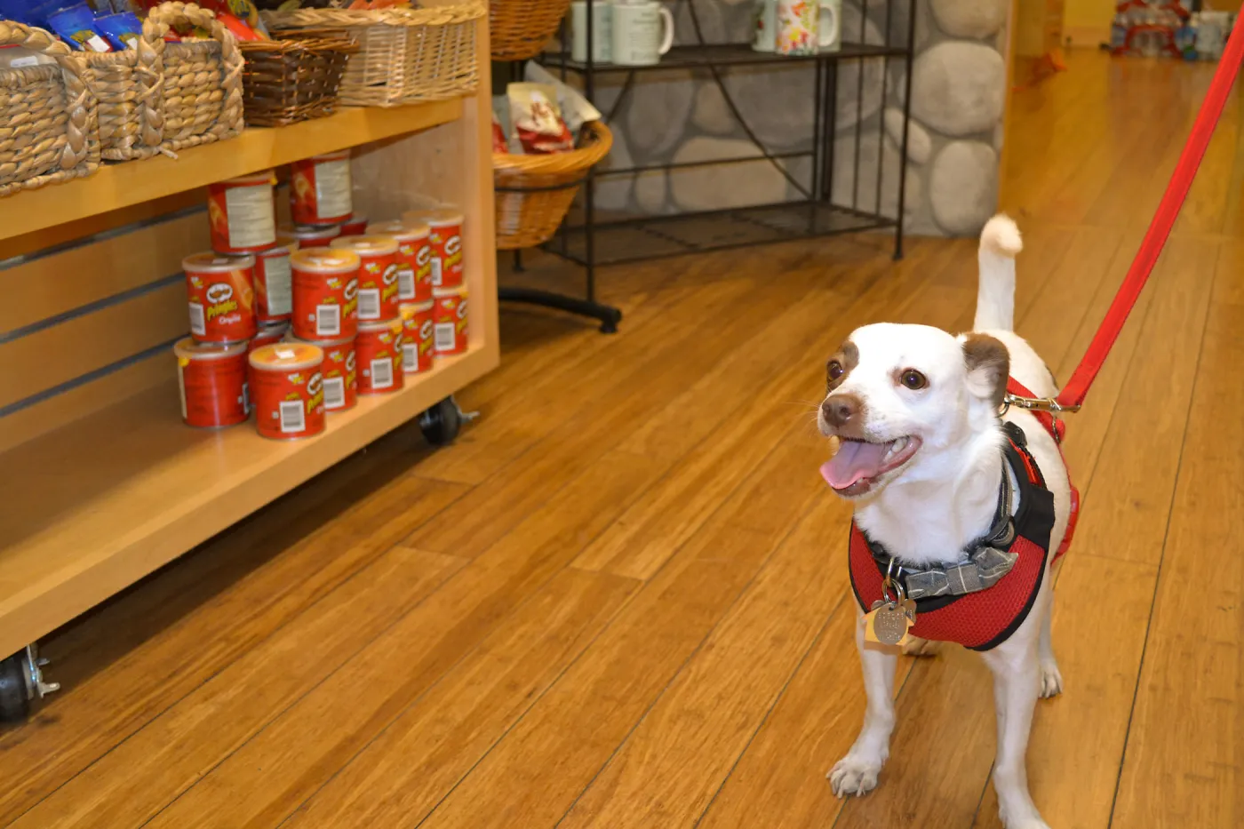 Trails n Tails 2015