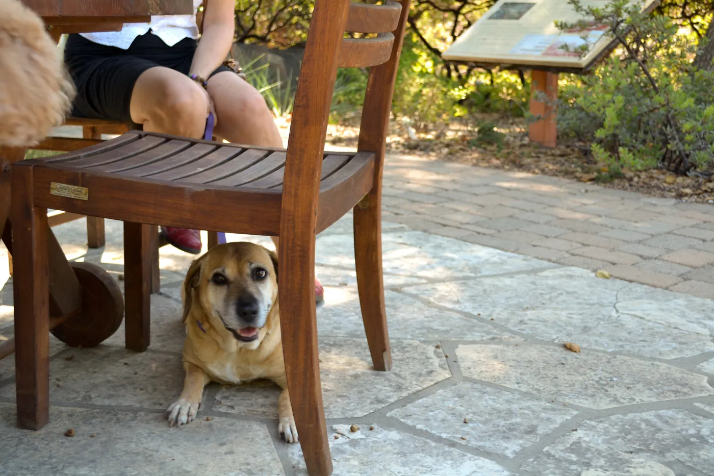 Trails n Tails 2015