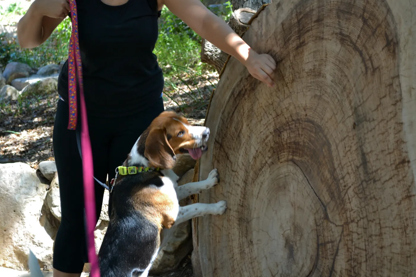Trails n Tails 2015, redwood round