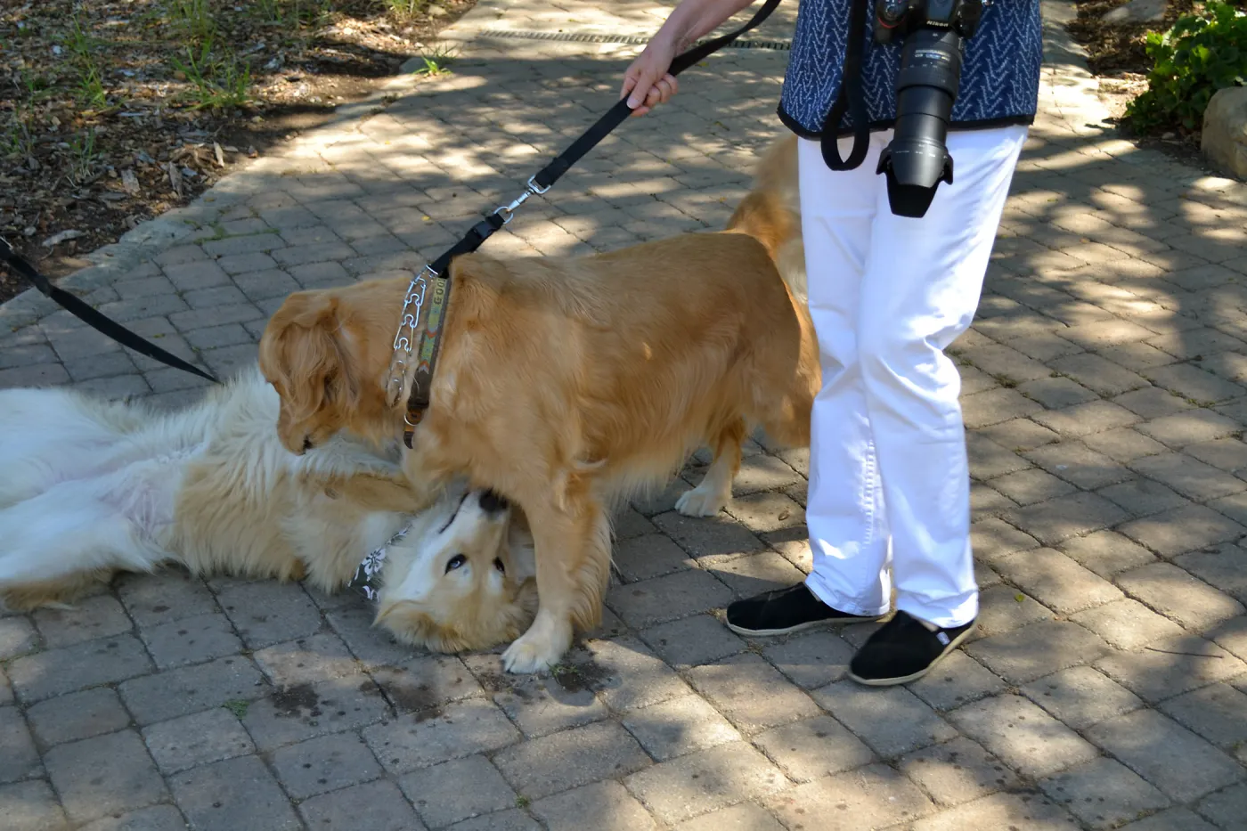 Trails n Tails 2015