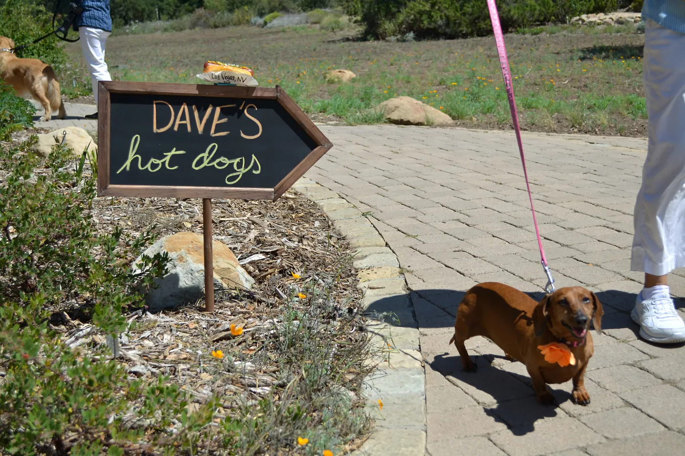Trails n Tails 2015