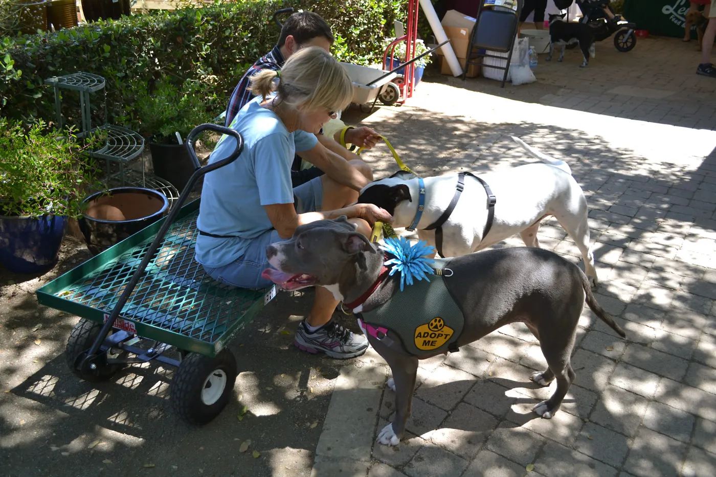 Trails n Tails 2015