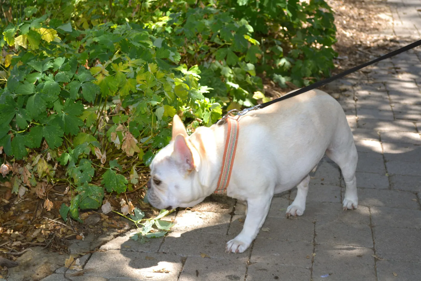 Trails n Tails 2015
