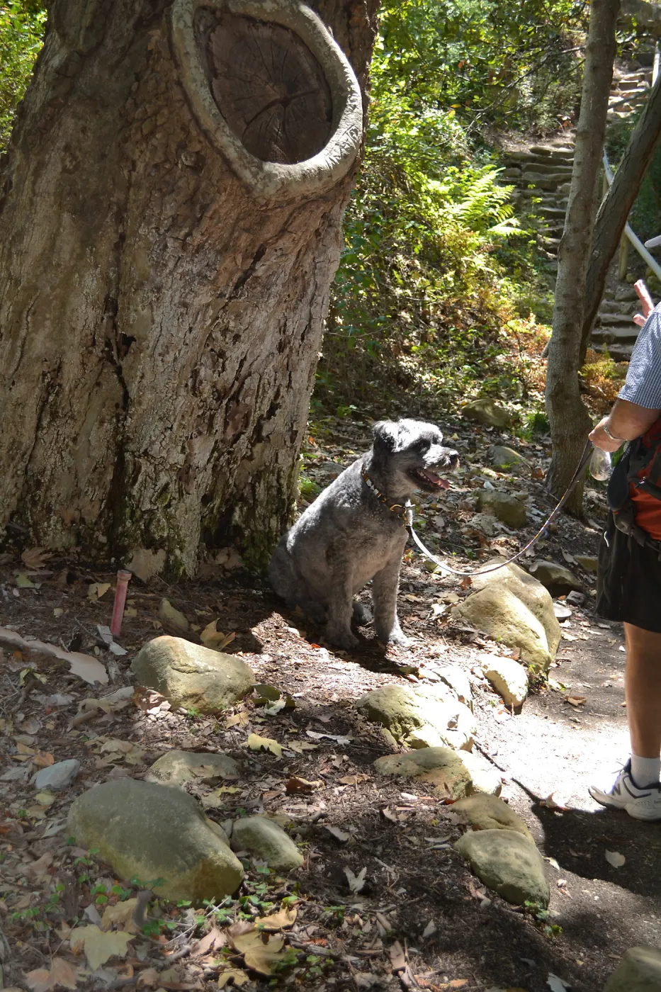 Trails n Tails 2015